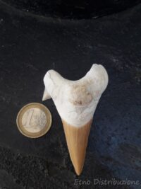 DENTE DI SQUALO GRANDE
